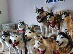 -Husky Go! 哈士奇体验馆·宠物咖啡厅狗咖