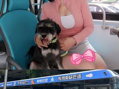 -帕帕拉兹宠物(亚洲旗舰店)