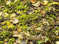 -五营红松林海景区