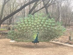 -银树楼(紫玉山庄东区店)