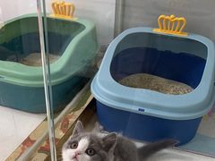 -糯米喵星人总部直营旗舰店·猫舍·幼猫出售