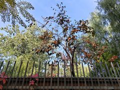 -三里屯东五街银杏大道