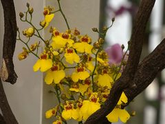 -上海鲜花港