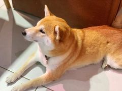 -柴务处·柴犬主题狗咖