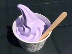 ラベンダー&nbsp;アイス-富田农场