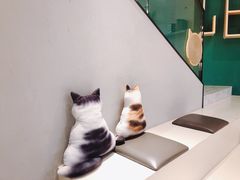 -飞行喵MR PILOT|猫舍·猫咖(静安大融城店)