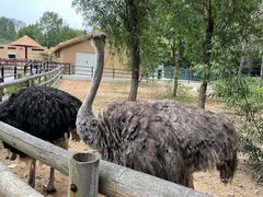 -大连森林动物园