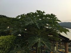 -玉和山庄农家菜