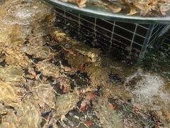 -浩运·海鲜青岛菜·海胆水饺(石老人店)