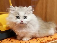 -欣宠猫屋·矮脚拿破仑·蓝金金渐层