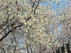 -桃花堤公园
