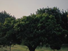-深圳湾公园(南山区)