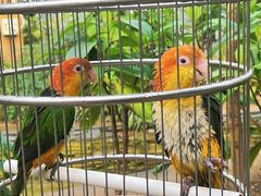 -南宫五洲植物乐园