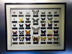 -上海昆虫博物馆