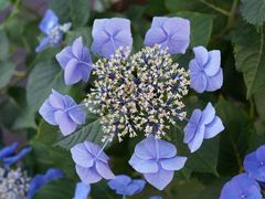 -上海滨江森林公园