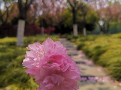 -高东镇樱花园