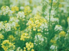 -中国天府农业博览园