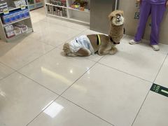 -北京观赏动物医院·24小时大型综合·猫专科·异宠专科