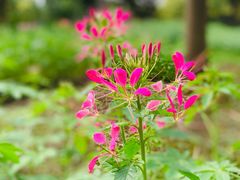 -花开海上生态园