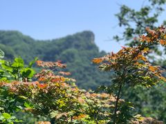 -天女山森林公园