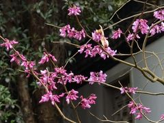 -杭州植物园