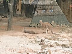 -深圳野生动物园