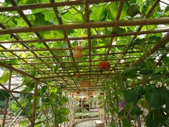 景点-观光南瓜园