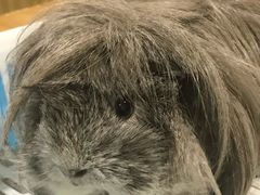 -藦茜花园宠物主题亲子互动体验馆(国顺东路店)