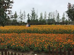 -荷兰花海