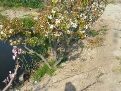 android_upload_pic-南汇桃花村