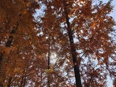 -白鹭湾湿地公园