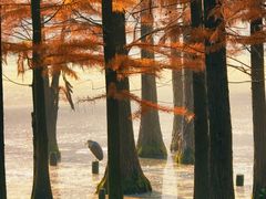 -白鹭湾湿地公园