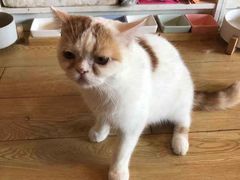 -Cappucimeow猫咪咖啡馆(韦伯时代店)