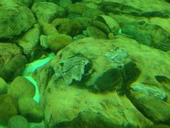 -太平洋海底世界