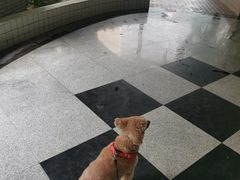 -严国平动物医院(德政总院)