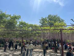 -嘉定紫藤园