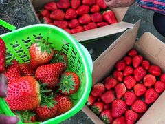 -尚田草莓姑娘白草莓采摘基地