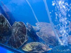 海鲜-老虎滩大连海鲜烧烤(建邺云锦路总店)