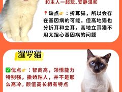 -lincat·猫舍(广州店)