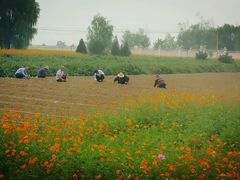 -曲江薰衣草庄园