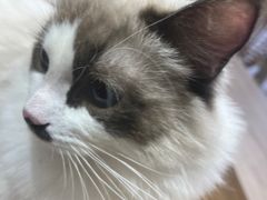 -Umiao与猫咖啡 猫咖