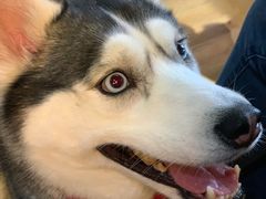 -Husky Go! 哈士奇体验馆·宠物咖啡厅狗咖