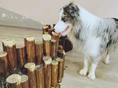 -浣熊柯尔鸭土拨鼠·电玩咖