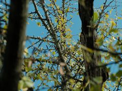 -上海佘山国家森林公园天马山园