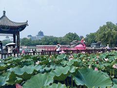 -莲花池公园