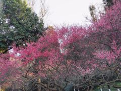 -杭州植物园