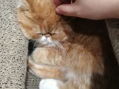 -瞄一喵猫咖(格力海岸店)
