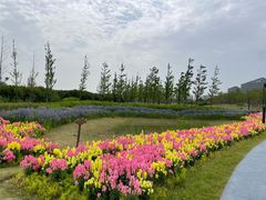 -春花秋色城市公园