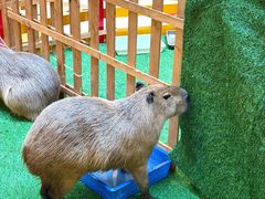 -麦当劳(新世纪环球中心店)