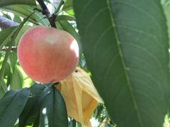 -南汇老顾农家乐采摘大团水蜜桃采摘店